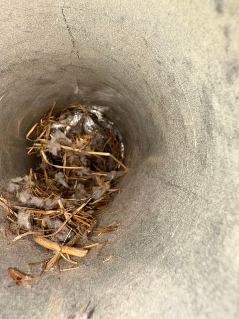 Birds nest in Roxbury Township