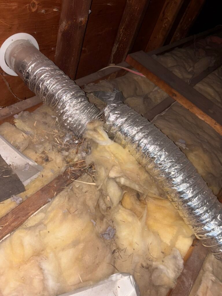 Morristown dryer vent bird nest