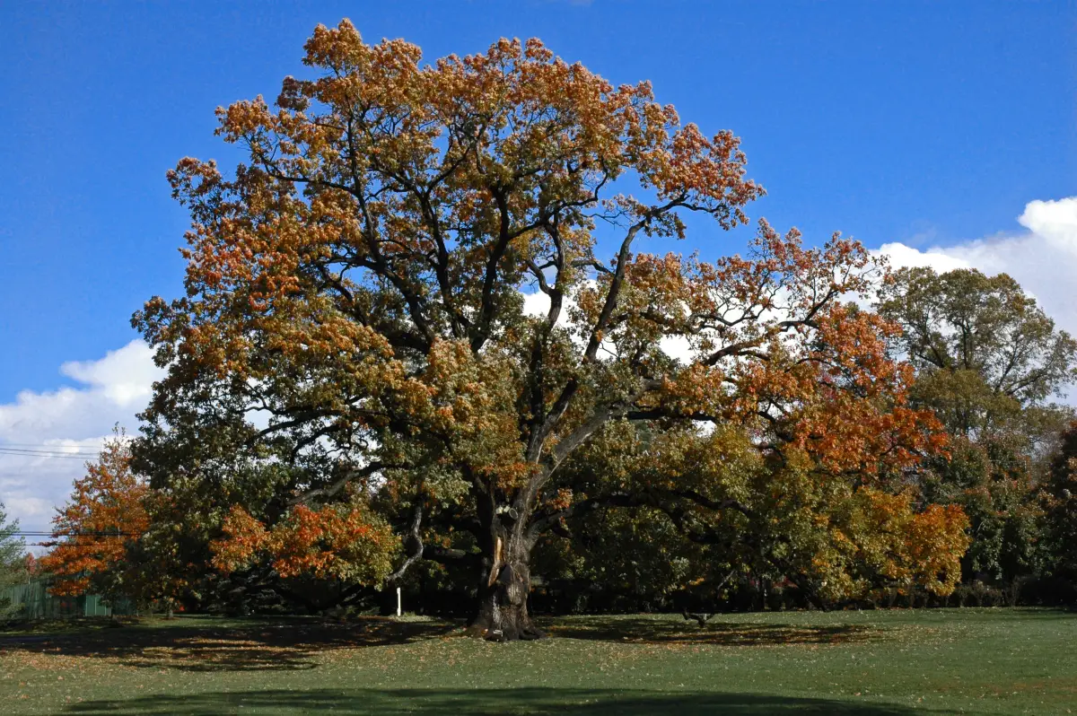 The old oak tree in Florham Park, NJ