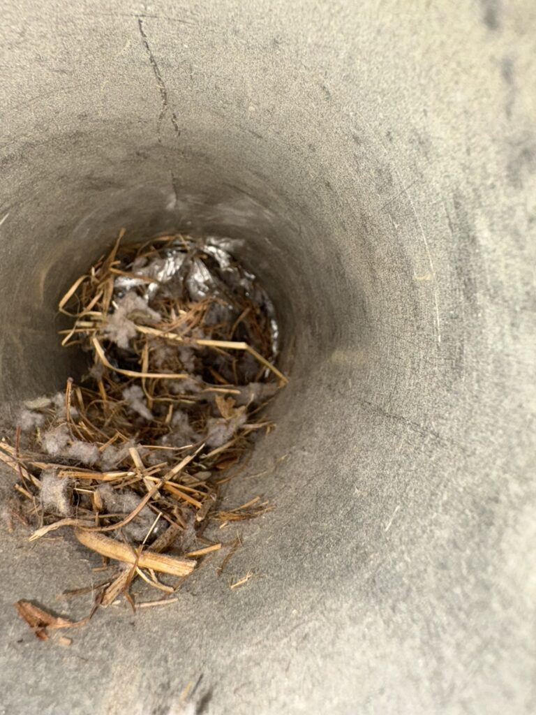 Birds nest in Roxbury Township